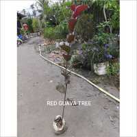 Red Guava Plant