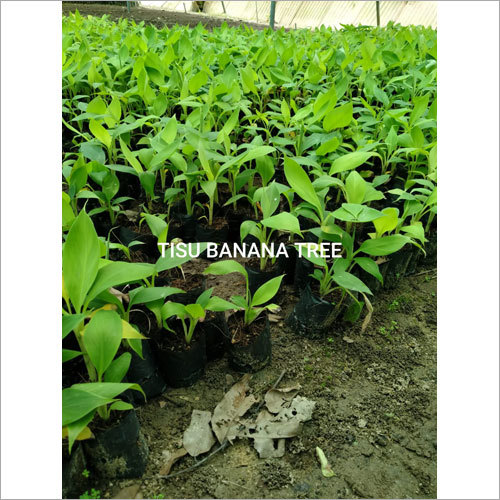 Tissu Banana plant