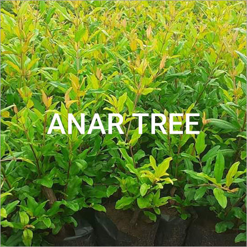 Anar Plant