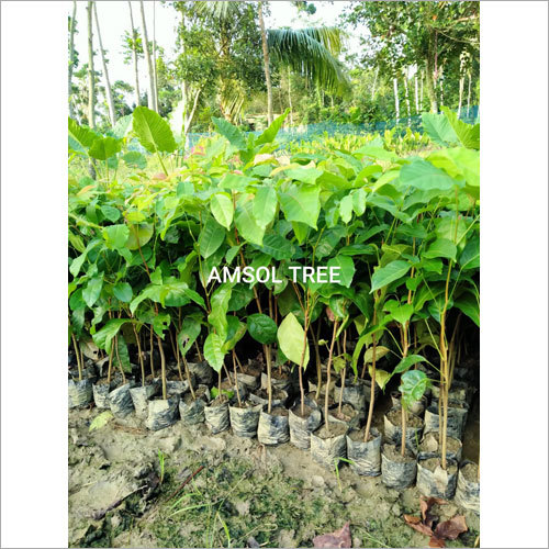 Amsol Plant