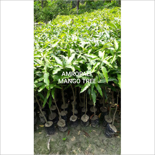 Amropali Mango Plant