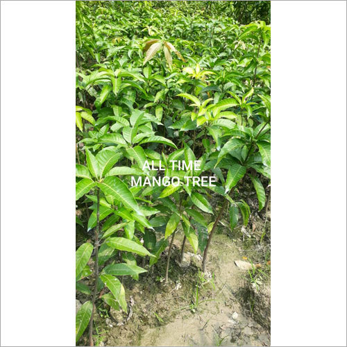 All Time Mango plant