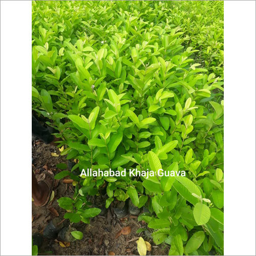 Allahabad Khaja Guava Plant