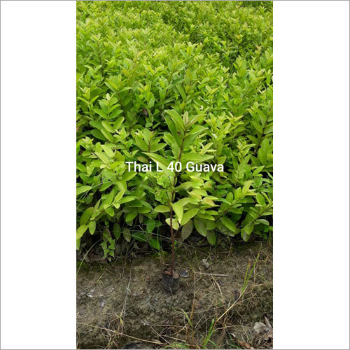 Thai L49 Guava Plant