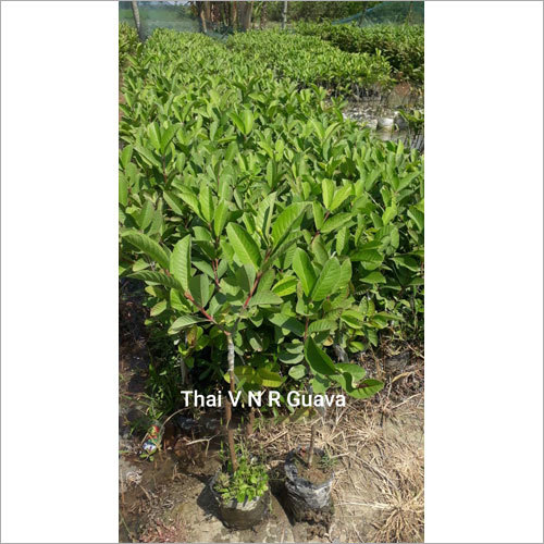 Thai VNR Guava Plant