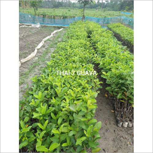 Thai 7 Guava Plant