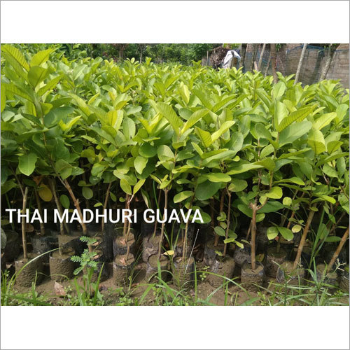 Thai Madhuri Guava Plant