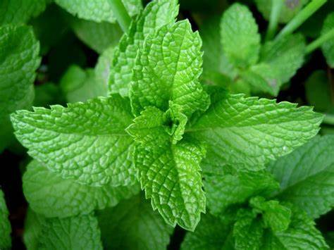 Mentha Piperita/ Pudina