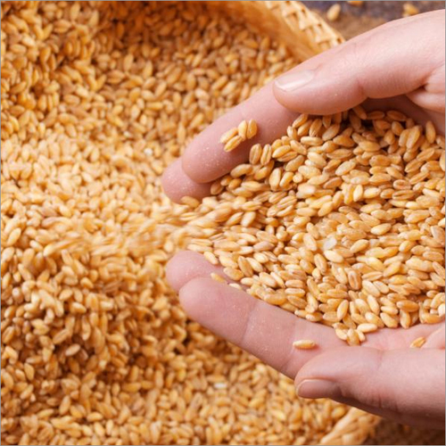 High Grade Wheat Grain