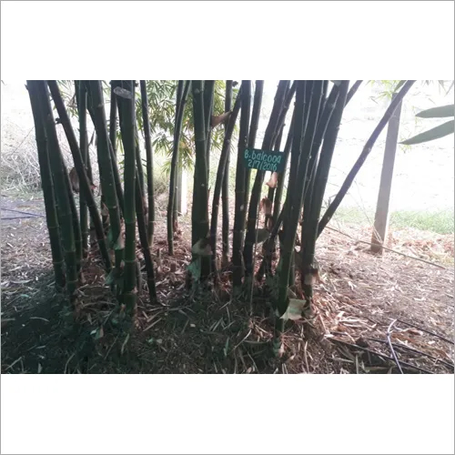 Bamboo Seedlings