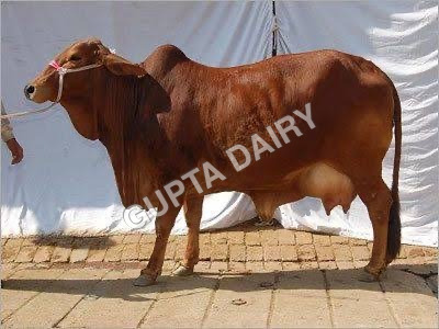 Sahiwal Cow Supplier In Maharashtra