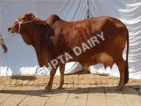 Sahiwal Cow