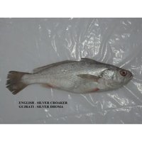 Silver Croaker Fish
