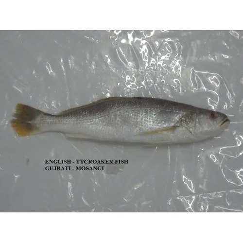 Tiger Tooth Croaker By RAMESHWAR COLD STORAGE