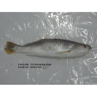 Tiger Tooth Croaker