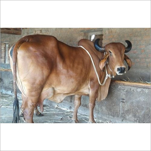 Brown Gir Cow