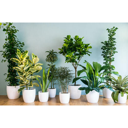 Indoor or Outdoor Plants