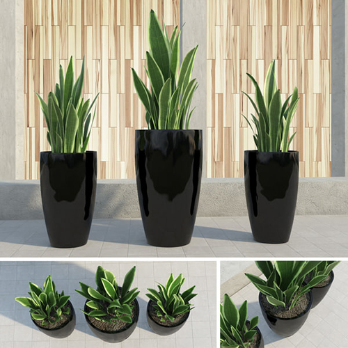 Indoor or Outdoor Plants