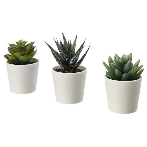 Indoor or Outdoor Plants