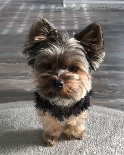 Yorkie black and golden