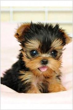 Yorkie Black and gold