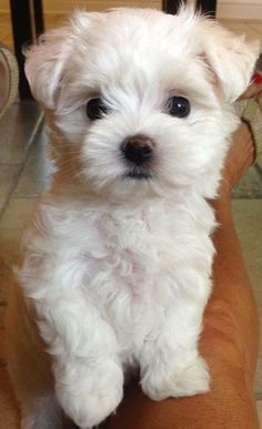 Yorkshire Terrier pearl white