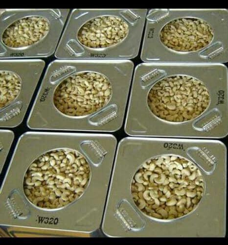 Raw White Processed Cashew Nut