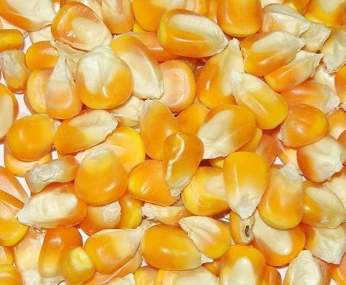 Yellow Maize Ready For Export Broken Ratio (%): 5%