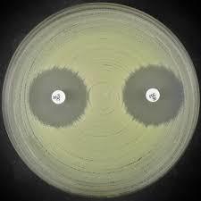 Cefiderocol antibiotic disc