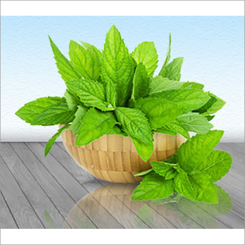 Natural Mint Terpene