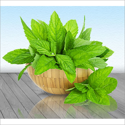 Natural Peppermint Oil Rectified Age Group: Old Age