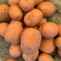Lady Rosetta Potato - Organic Edible Tubers , Natural Shape For Culinary Uses And Global Export