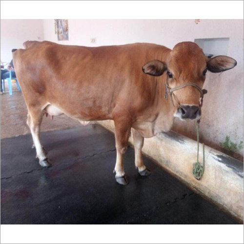 Fawn Or Cream Pure Jersey Cow