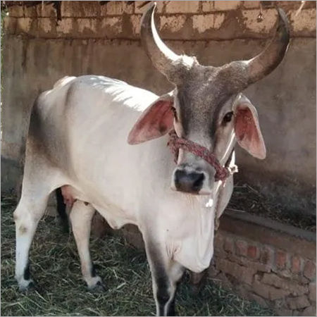 White Pure Kankrej Cow