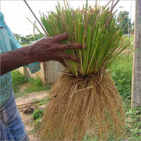Natural Vetiver Root Grade: Organic