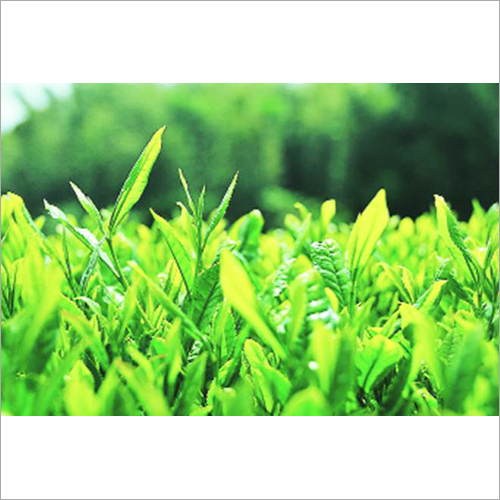 Green Darjeeling Fresh Tea Leaves
