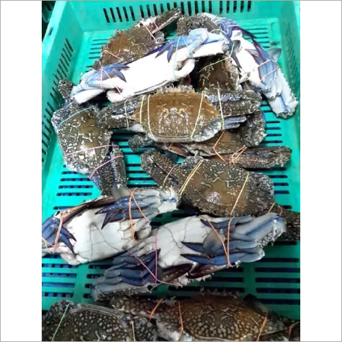 Blue Swimming Crab