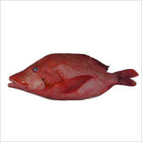 Red Snapper Fish - Variable Length, Red Color | Fresh, Nutritious, Sustainable Source, Firm Texture, Sweet Taste, Tasty Flavor