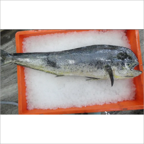 Maha Mahi Fish