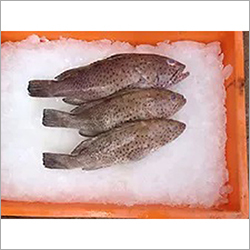Spotted Grouper Fish