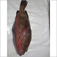 Reef Cod Fish