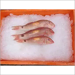 Red Mullet Goat Fish