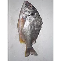 Black Sea Bream Fish