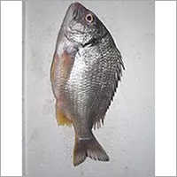 Black Sea Bream Fish