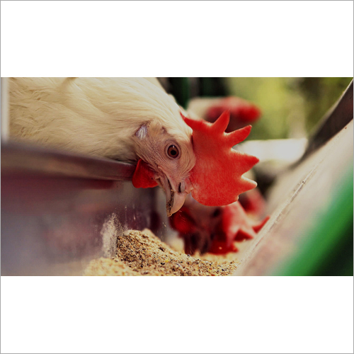 Poultry Feed For Layers and Broilers