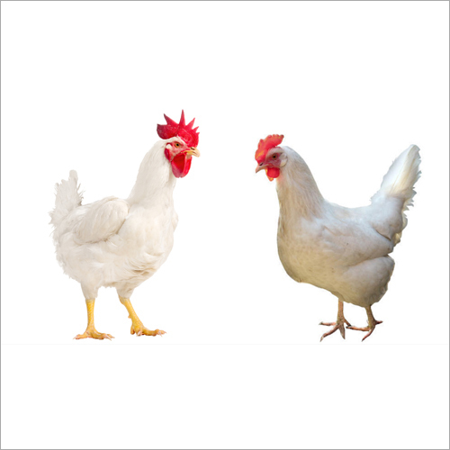 Culled Live Birds