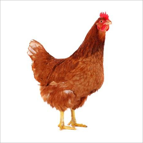 Brown Culled Live Birds