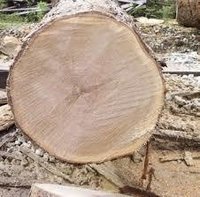 Brazil Pine Logs