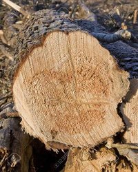 Freshly Cut Pine Log
