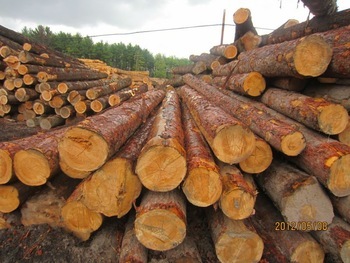 Red Pine Log